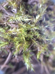 Drepanocladus