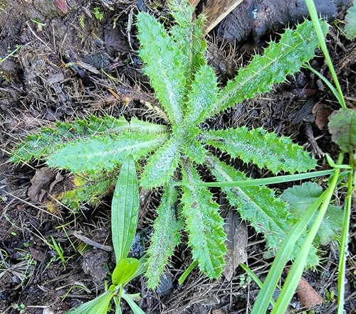 Cardo