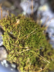 Hymenoloma crispulum