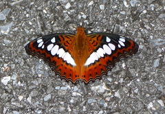 Moduza procris procris