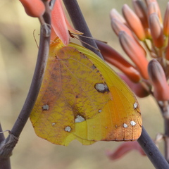 Afrodryas leda