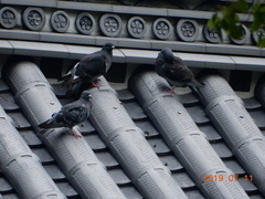 Columba livia domestica