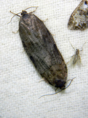 Choristoneura conflictana