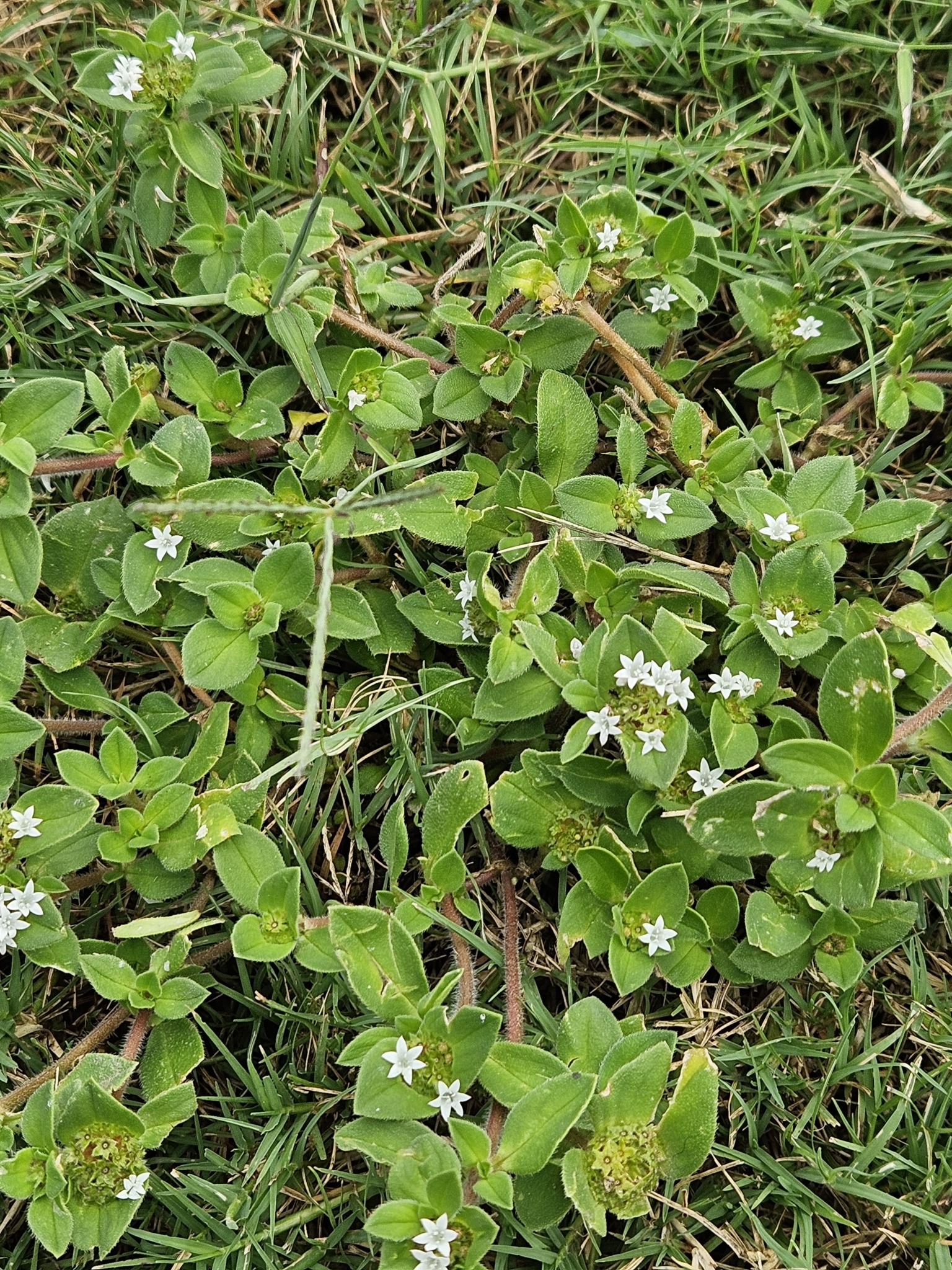Imagem de Poaia-branca