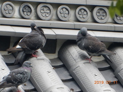 Columba livia domestica