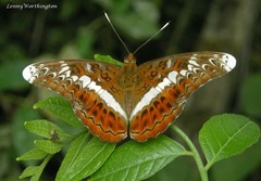 Lebadea martha martha