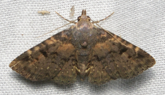 Metalectra quadrisignata