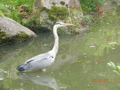 Ardea cinerea