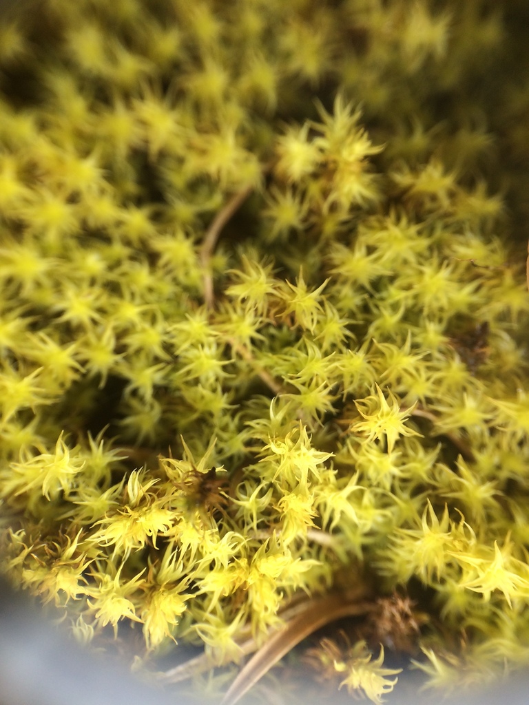 Racomitrium muticum