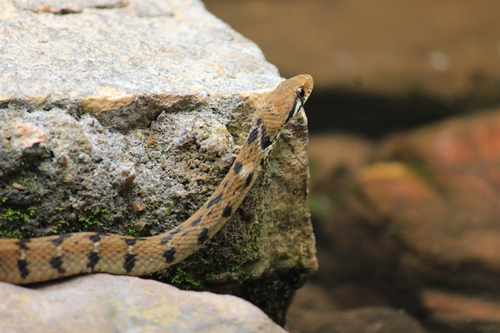 Beddome's Keelback