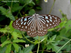 Ideopsis
