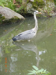 Ardea cinerea