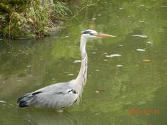 Ardea cinerea