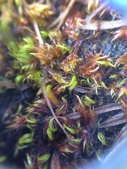 Scorpidium revolvens