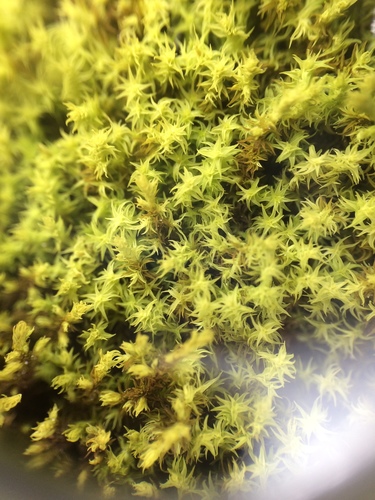 Niphotrichum muticum