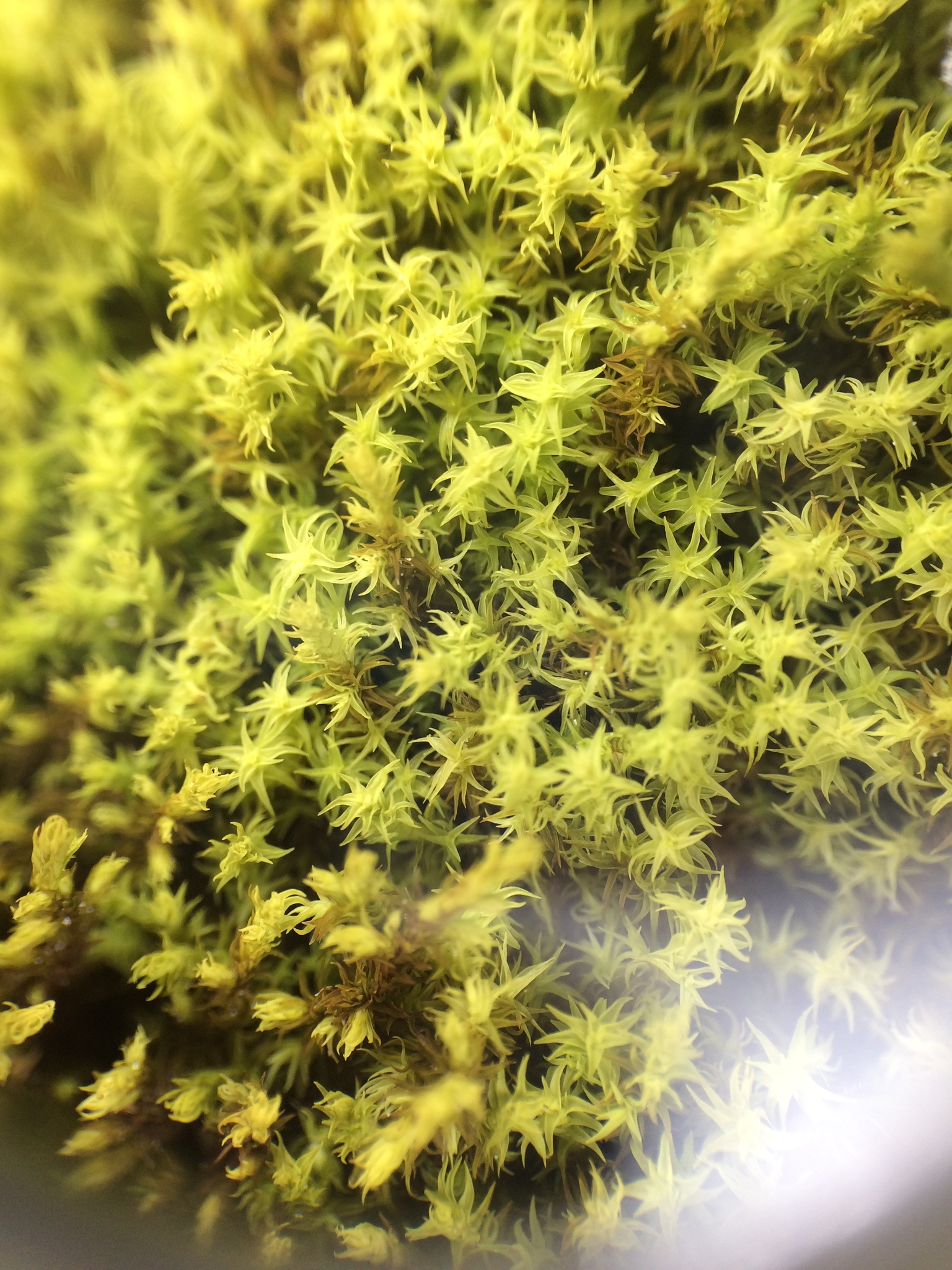 Niphotrichum muticum
