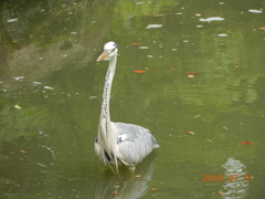 Ardea cinerea