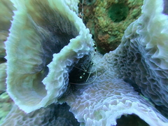 Callyspongia plicifera