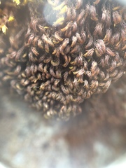 Andreaea nivalis