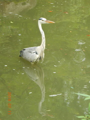 Ardea cinerea