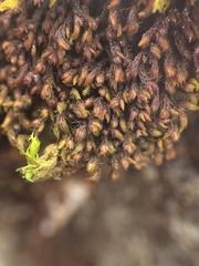 Andreaea nivalis