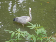 Ardea cinerea