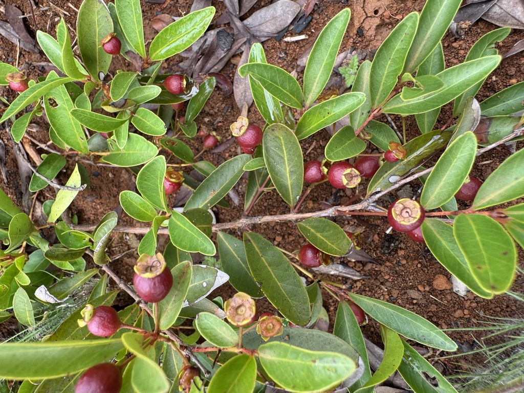 Psidium eustachyum