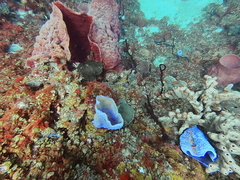 Callyspongia plicifera