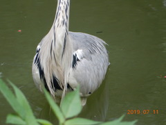 Ardea cinerea