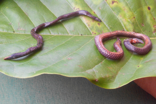 Hewston's Earth Snake