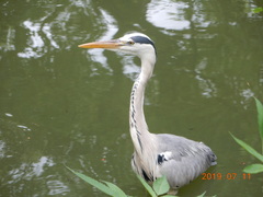 Ardea cinerea
