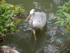 Ardea cinerea
