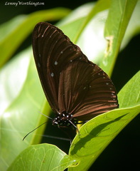 Euploea mulciber mulciber