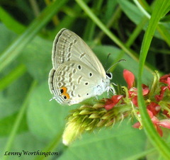 Euchrysops cnejus cnejus