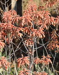 Aloe chabaudii
