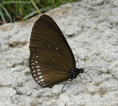 Euploea modesta modesta