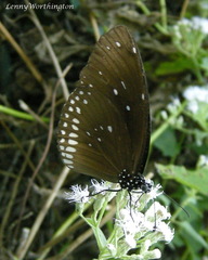 Euploea core godartii