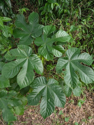 Embaúba