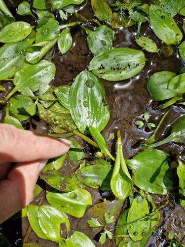 Potamogeton suboblongus observed 2024-12-24