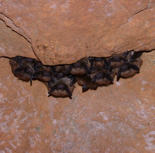 Little Brown Myotis