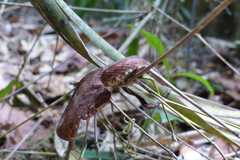 Craspedocephalus malabaricus