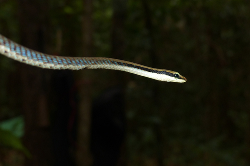 Ashok's Bronzeback