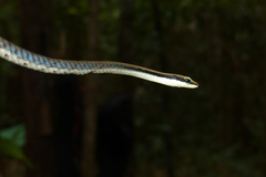 Dendrelaphis ashoki