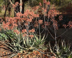 Aloe chabaudii