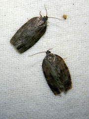 Choristoneura conflictana