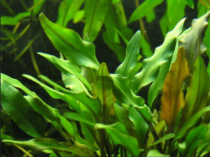 Cryptocoryne wendtii