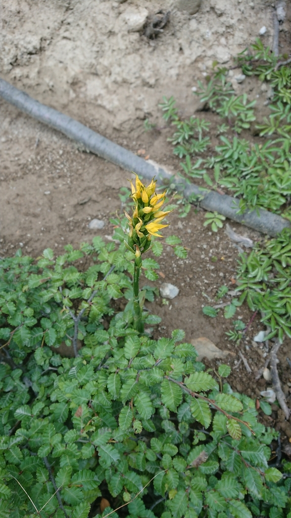 Gavilea lutea
