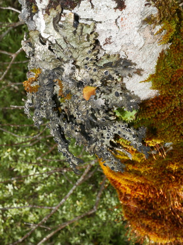Pseudocyphellaria billardierei observed 2024-12-28