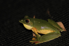 Rhacophorus malabaricus