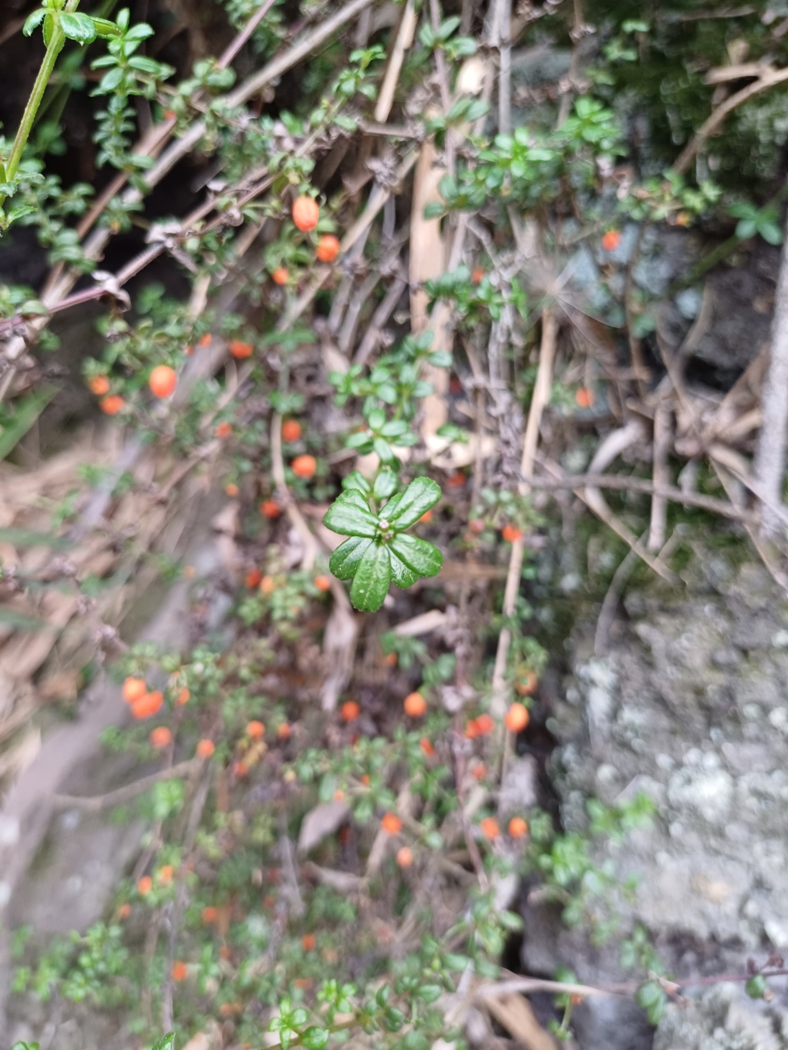 Imagem de Tangerininha do brejo